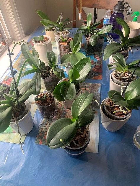 Orchid Care Repotting, How To Regrow Orchids, How To Get An Orchid To Bloom Again, Orchid Container Ideas, Orchid Care After Blooming, How To Get Orchids To Bloom Again, How To Grow Orchids Indoors, How To Make Orchids Bloom Again, Orchid Garden Ideas Backyards