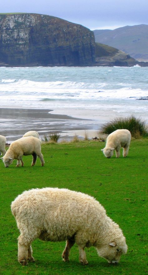 New Zealand bay and sheeps New Zealand Sheep, New Zealand Beach, New Zealand Landscape, Sheep And Lamb, Cute Sheep, New Zealand Travel, 귀여운 동물, Farm Life, Nature Pictures