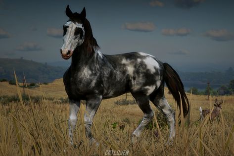 Missouri Fox Trotter Horse Rdr2, Rdr2 Online Horses, Rdr Horses, Rdr Online, Cowboy Oc, Rdr2 Horses, Rdr2 Online, Wild West Theme, Rare Horses