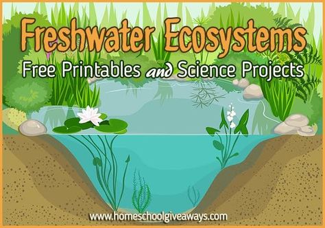 FREE Freshwater Ecosystems Printables and Projects Elementary Experiments, Freshwater Ecosystem, Ecosystem Activities, Pond Habitat, Outdoor Science, Habitat Activities, Biomes Project, Ecosystems Projects, Conservation Activities