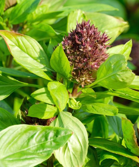 How to grow Thai basil: expert care and growing tips | Thai Basil Plant, Thai Basil Recipes, Pruning Basil, Types Of Basil, Harvesting Basil, Heating A Greenhouse, Growing Basil, Basil Recipes, Basil Seeds