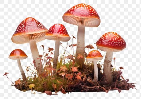 Mushroom Png, Mushroom Tree, Forest Mushrooms, Fly Agaric, Mushroom Fungi, Halloween 2024, Phone Design, Small Business Ideas, Reference Photos