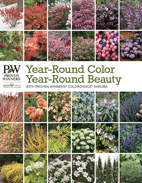 Online Gardener's Idea Books | Proven Winners Idea Books, Proven Winners, Outdoor Flowers, Plant Combinations, Front Garden, Garden Planning, Container Gardening, Outdoor Spaces, Garden Plants