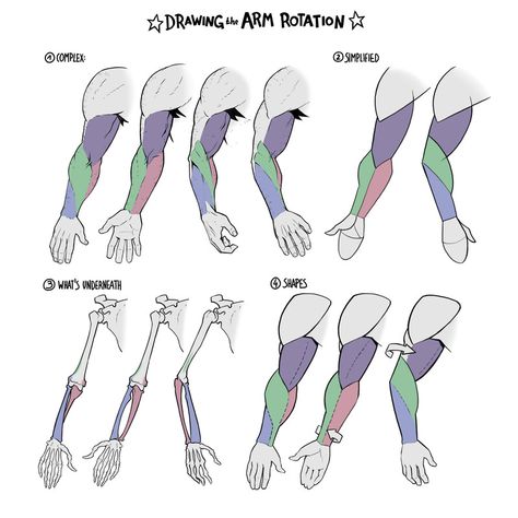 ArtStation - Figure Drawing Tutorials Arm Anatomy, Figure Drawing Tutorial, Arm Drawing, Arm Art, Anatomy Tutorial, Muscle Anatomy, Hand Drawing Reference, Anatomy Drawing, Daily Drawing