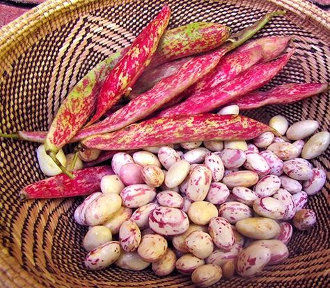 October Beans Recipe, How To Grow Pinto Beans, How To Freeze Beans From The Garden, How To Season Pinto Beans, Dried Pinto Bean Recipes, Farmers Garden, Crockpot Pinto Beans No Soak, Cooking Cranberries, Brown Streaks