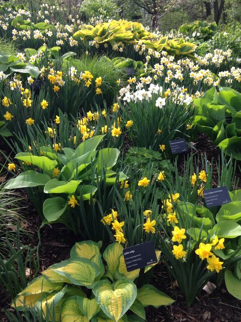 Daffodils and hosta at Green Bay Botanical Garden Daffodils In Landscape, Daffodil Landscaping Ideas, Daffodil Landscaping, Woodland Planting, Bulbs Garden Design, Daffodil Garden, Small Yard Landscaping, Woodland Plants, Hosta Gardens