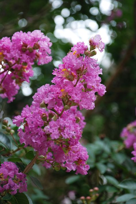 Crape Myrtle Crepe Myrtle Flower, Myrtle Flower, Crepe Myrtle Trees, Myrtle Tree, Crepe Myrtle, Blooming Trees, Flower Plants, Crape Myrtle, Sculpture Projects