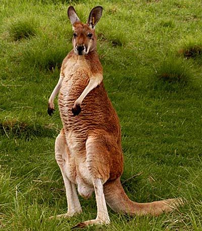 Red Kangaroo - Largest Marsupial | Animal Pictures and Facts | FactZoo.com Kangaroo Facts, New Zealand Animals, Girl Cat Names, Worlds Cutest Animals, Australian Mammals, Very Cute Animals, Kangaroo Baby, Cute Cat Names, Red Kangaroo