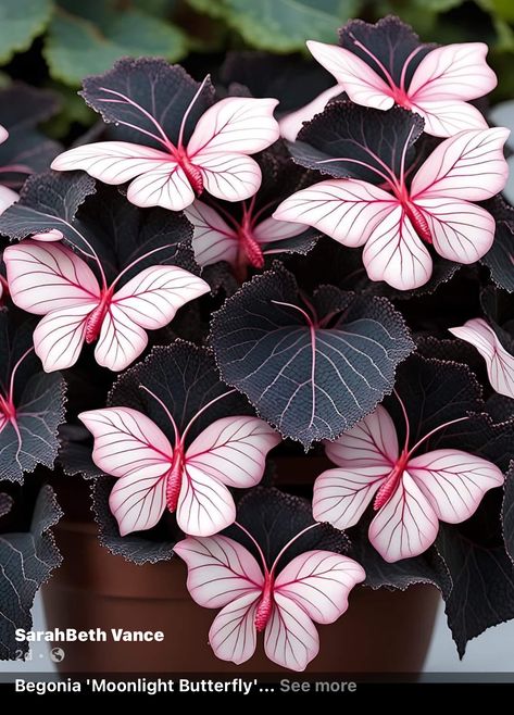 Begonia Moonlight Butterfly Plant, Begonia Moonlight Butterfly, Moonlight Butterfly Begonia, Butterfly Begonia, Moonlight Butterfly, Begonia Plants, Begonia Flowers, Butterfly Plant, Plant Wishlist