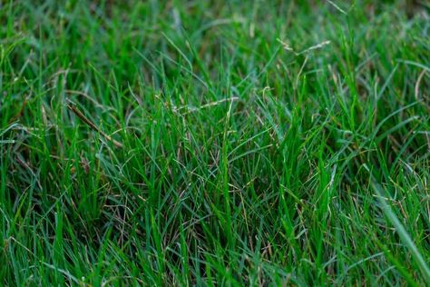 Centipede Grass vs. Bermuda: Pros, Cons, and How To Choose – Thriving Yard Giant Centipede Art, Lawn Grass Types, Giant Millipede, Centipede Grass, Grass Types, Giant Centipede Monster, Bermuda Grass, Lawn Tools, Grass Type