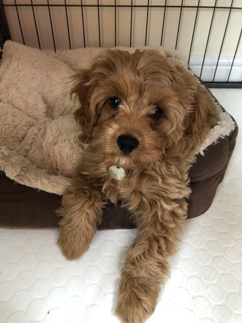 Puppy Teacup, Big Dogs Breeds, Biggest Dog In The World, Biggest Dog, Maltipoo Dog, Dog Mommy, Very Cute Puppies, Maltipoo Puppy