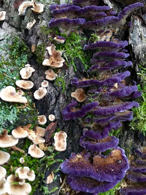 nature fungi mushroom violet toothed polypore trichaptum biforme Mushroom Core, Mushroom Images, Mushroom Plant, Mushroom Pictures, Growth And Decay, Mushroom Cultivation, Slime Mould, Mushroom Fungi, Vascular Plant