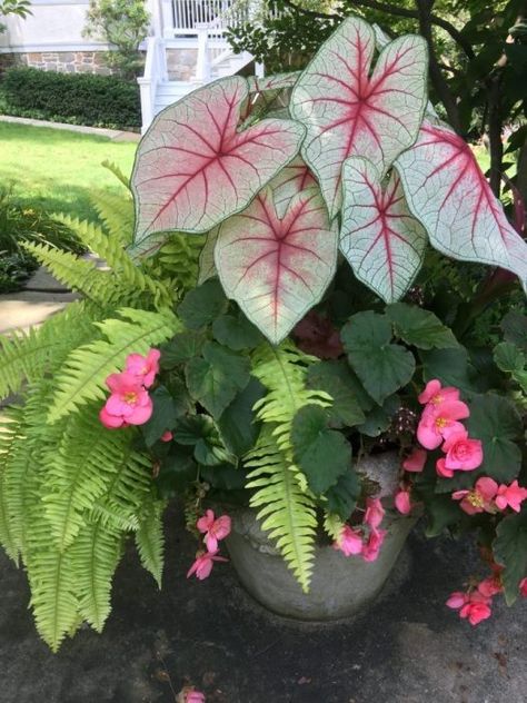 Patio Flowers, Porch Flowers, Container Garden Design, Potted Plants Outdoor, Shade Flowers, Flower Pots Outdoor, Gardening Flowers, Outdoor Flowers, Garden Containers