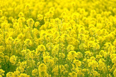 Rapeseed Field, Mustard Plant, Canola Field, Hd Desktop Wallpaper, Flowers Field, Yellow Fields, Mustard Flowers, Yellow Plants, Plant Background