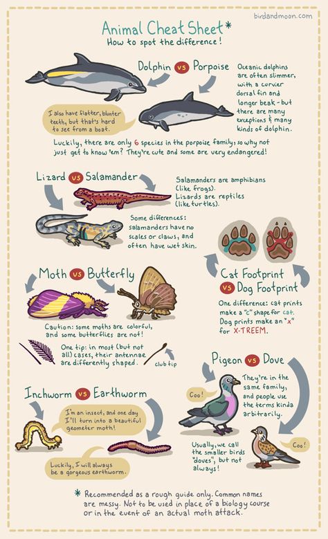 Animal Cheat Sheet Helps Spot Differences Between Similar Creatures Biology Notes, Animal Science, Marine Biologist, Environmental Education, Types Of Animals, All About Animals, Animal Species, Marine Biology, Animal Facts