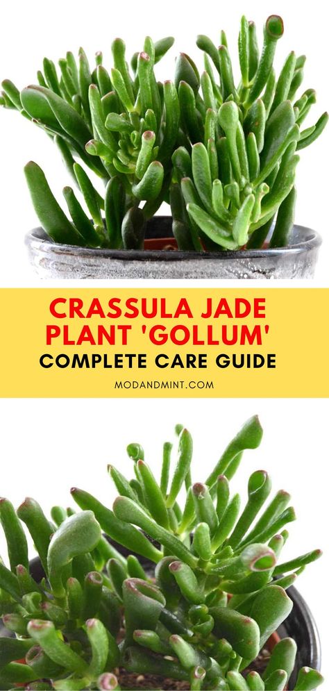 Gollum Jade, Inside House Plants, Jade Plant Care, Types Of Succulents Plants, Jade Succulent, Bog Garden, Jade Plant, Mint Plants, Succulent Garden Diy