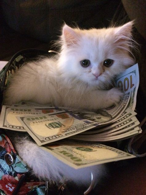 Photo taken by me! My little kitty loves his money! Cute Animal Pfp, Cat Mood, Animal Pfp, Heart Cats, Pfp Cat, Tiktok Pfp, Money Cat, Mean Cat, Crystal Castles