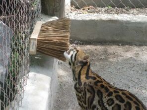 Big Cats In Boxes, Elephant Enrichment, Cat Enrichment, Big Cat Family, Enrichment Projects, Animal Enrichment, Big Cat Tattoo, Big Cats Drawing, Big Cats Photography