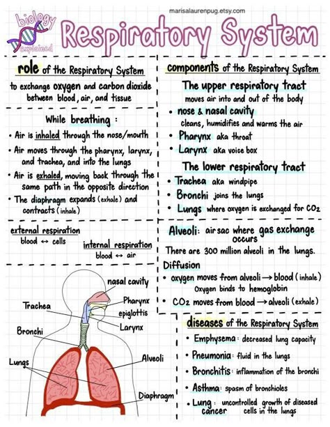 Physiology Of Respiratory System, Cute Notes Ideas For School Biology, Respiratory System Nursing, Biology Notes Respiratory System, Respiratory Study Notes, Highschool Biology Notes, Respiratory System Physiology, The Respiratory System Notes, Human Body Notes Aesthetic