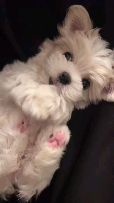 Grooming Maltese, Maltese Grooming, Maltese Breed, Puppies Maltese, Cute Fluffy Puppies, Puppy Playing, Cute Small Dogs, Very Cute Puppies, Maltese Puppies