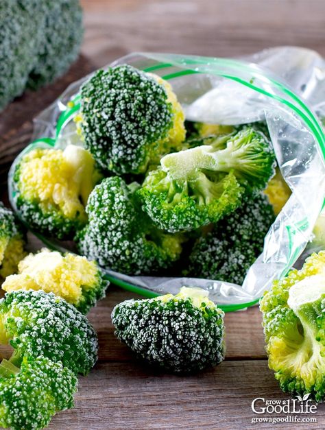 Having plenty of broccoli in the freezer makes it easy to grab a handful to use in recipes. You can add frozen broccoli to soups, stir-fries, and casseroles. Click to see how easy it is to blanch and freeze broccoli to use later. Freeze Broccoli, Blanching Broccoli, Easy Broccoli Casserole, Broccoli Benefits, Freezing Vegetables, Frozen Broccoli, Fresh Broccoli, Frozen Veggies, Freezer Cooking