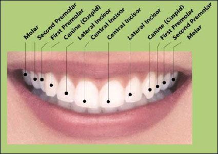 Dental Terminology, Dental Assistant School, Dental Assistant Study, Dentist Assistant, Oral Health Education, Tooth Chart, Dental Hygiene School, Dental Anatomy, Dental Facts