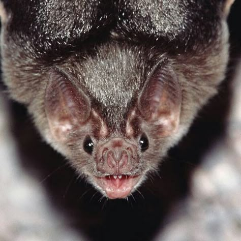 Am I the only one that thinks vampire bats are cute?? Bat Facts For Kids, Bat Facts, Bats For Kids, Vampire Bats, Bat Species, Bat Costume, Bat Art, Cute Bat, Vampire Bat