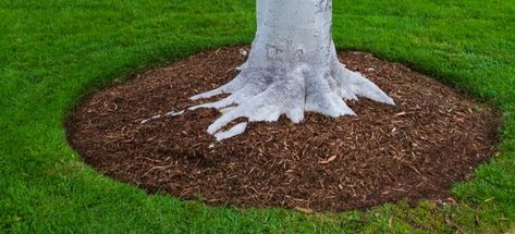 How to Make a Mulch Tree Ring | DoItYourself.com Black Mulch Around Tree, Mulch Under Trees, Diy Tree Ring Landscape, Tree Mulch Ideas, Tree Circle Landscape, Tree Rings Landscape Ideas, Edging Around Tree, Tree Base Landscaping, Bricks Around Tree