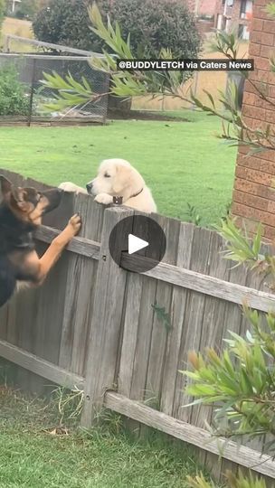 22M views · 335K reactions | Neighbour dogs become best friends | "Did we just become best friends?!" 😍 | By News.com.au | Facebook Dog And Cat Best Friends, My Dog Is My Best Friend, Cat Best Friends, Dog Lovers Quotes, Dogs For Families, Dog Finds, Cuddle Love, Unusual Animal Friendships, Cute Clips