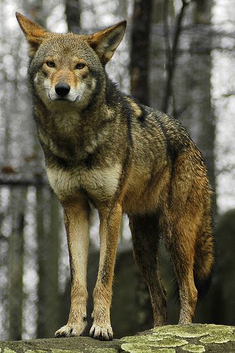 Red wolf | por ucumari photography Red Wolves, Wild Wolf, Red Wolf, Wolf Pictures, Beautiful Wolves, Rare Animals, Endangered Animals, Grey Wolf, Wild Dogs