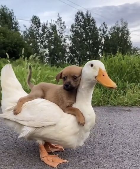 Animals Being Friends, Animal Couple Aesthetic, Two Animals Together, Animal Duos, Animal Best Friends, Photos Of Lovers, Cute Animal Friends, Animals In Love, Book Lover Tattoo