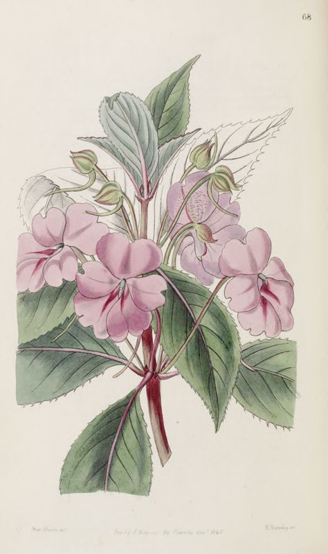 Impatiens platypetala. Edwards's Botanical Register v.32- t.68 (1846) [Sarah Ann Drake] Impatiens Flowers, Botanical Flowers Print, Illustration Botanique, Botanical Drawings, Old Book, Botanical Flowers, Flower Illustration, Botanical Illustration, Horticulture