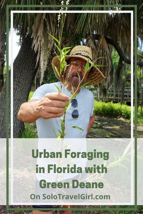 Nibbling Florida's Wild Edibles with Green Deane - Solo Travel Girl Florida Edible Plants, Florida Foraging Edible Plants, Florida Foraging, Best Insect Repellent, Herb Medicine, Urban Foraging, Garden Tricks, Florida Cracker, Edible Weeds