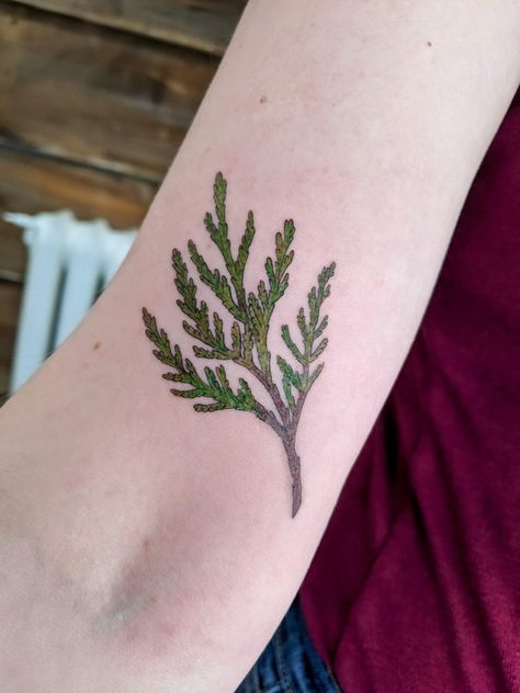 My cedar sprig tattoo done by Marked up by T. Cedar Tattoo, Sprig Tattoo, Cedar Sprig, Cedar Branch, Pine Tattoo, Fern Tattoo, Branch Tattoo, Tattoos Ideas, Forearm Tattoo