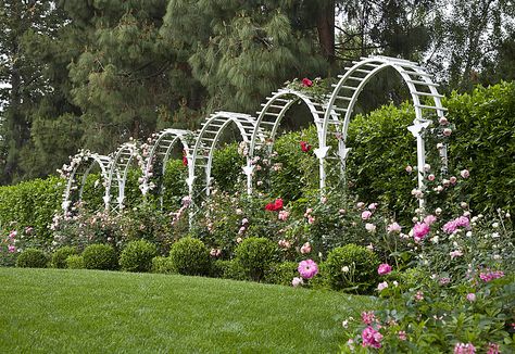 Garden Bed Arch Trellis, Rose Garden Arch, Garden Arch Tunnel, Gazebo Rose Garden, Garden Trellis Designs, Cottage Garden Rose Arch, Ethereal Garden, Garden Arch Trellis, Wisteria Plant