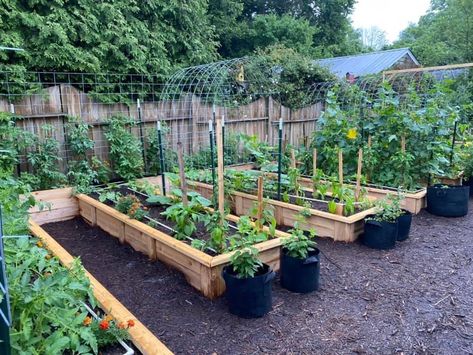 Vegetable Garden Layout Design, Vege Garden, Garden Bed Layout, Backyard Garden Layout, Medicinal Garden, Allotment Gardening, Potager Garden, Garden Kit, Veg Garden