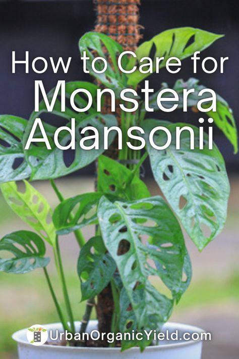 Monstera Adansonii Care Tips. The Monstera adansonii needs to basics to thrive, such as indirect sunlight, well-draining soil, and regular watering. Monstera Andanosii, Swiss Cheese Plant Care, Cheese Plant Care, Monstera Adansonii Care, Monstera Plant Care, Plant Jungle, Monstera Plants, Easy Care Houseplants, Lucky Plant