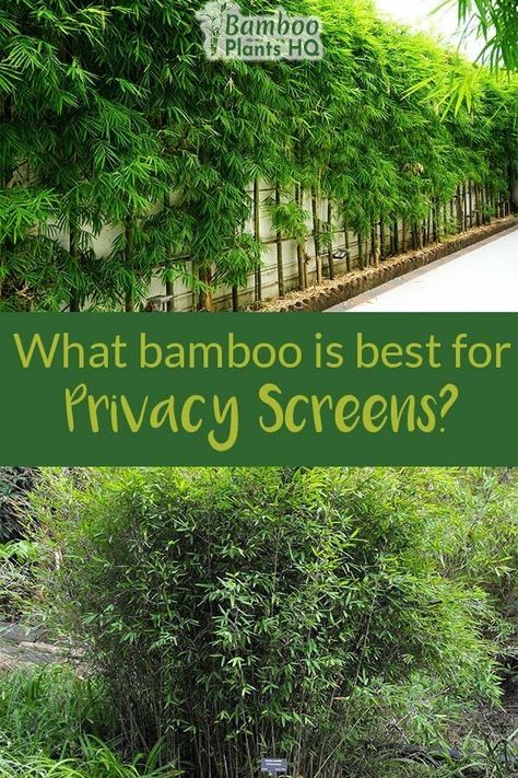 Growing a privacy screen with bamboo is a great idea if you want a fast-growing and affordable solution. Bamboo plants can fill up the desired space within a few months to a couple of years. Learn what you need to consider before buying and planting bamboo along your property lines. Find out which bamboo species are the best for privacy screens! #bambooplantshq #bamboo #privacyscreen #privacyfenceideas Bamboo Along Fence, Bamboo Fence Screening, Living Bamboo Fence, Bamboo Fence Ideas Backyard Privacy Planter Boxes, Bamboo Near Pool, Bamboo Plant Outdoor Landscape Design, Golden Bamboo Screening, Bamboo For Privacy Fence, Bamboo As A Privacy Fence