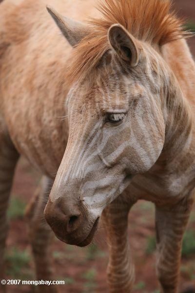 Albino Animals, Most Beautiful Animals, Unusual Animals, Rare Animals, Pretty Horses, Horse Photography, Horse Pictures, Horse Breeds, Horse Love