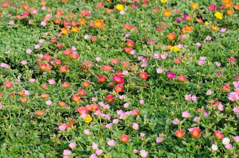 Flowers Planting Ideas, Vietnam Rose, Portulaca Flowers, Rose Moss, Portulaca Grandiflora, Perennial Ground Cover, Drought Tolerant Perennials, Globe Amaranth, Rose Plant