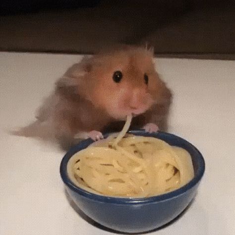 Hamster Eating, A Hamster, Hamsters, Spaghetti, Blue, White