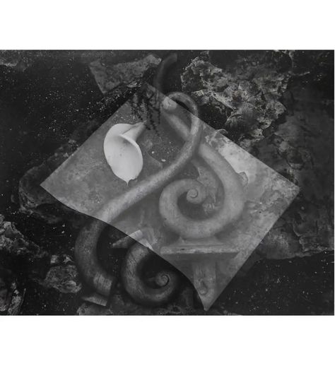 For Sale on 1stDibs - Glass and Lily, Silver Gelatin Print by Edward Weston. Offered by Weston Gallery. High Key Portrait, Willy Ronis, Imogen Cunningham, Family Website, American Photography, Edward Weston, Alfred Stieglitz, Gelatin Silver Print, Moving To California