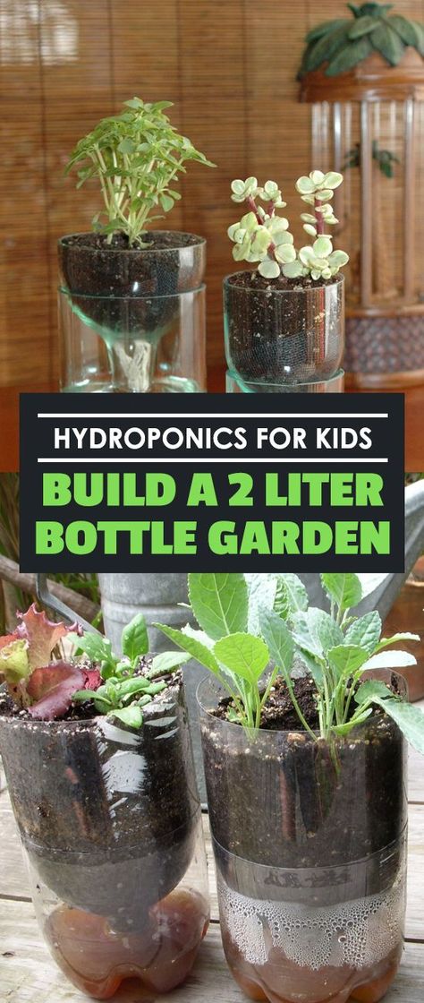 Hydroponics for kids is a great way to involve them in how their food grows. This simple two liter bottle hydroponic experiment can be done in a weekend. 2 Liter Bottle, Hydroponic Farming, Hydroponics Diy, Small Pots, Hydroponic Growing, Bottle Garden, Aquaponics System, School Garden, Hydroponic Gardening