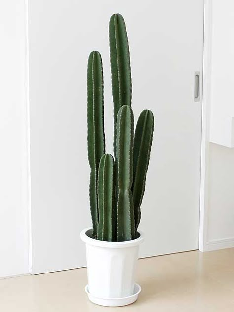 Cactus Cactus House Plants, Japandi Living Room, 80s Decor, Japandi Living, Big Vases, Cactus Pot, Plant Decor Indoor, Cactus Art, Cactus And Succulents