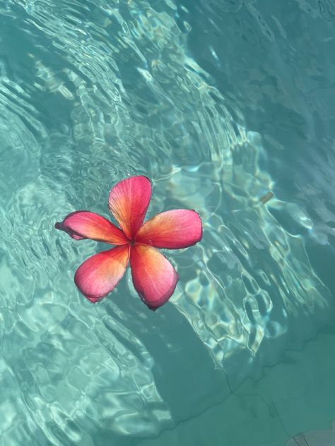 Iphone Wallpaper Landscape, Beach Flowers, Beautiful Ocean Pictures, Ocean Pictures, Trending Pins, Nothing But Flowers, Theme Background, Wallpaper Iphone Disney, Apple Watch Wallpaper