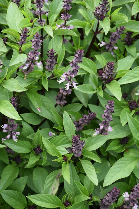 Click to view a full-size photo of Cinnamon Basil (Ocimum basilicum 'Cinnamon') at All Seasons Nursery Cinnamon Basil Plant, English Garden Cottage, Herbs For Headaches, Help With Headaches, Cinnamon Basil, Ocimum Basilicum, Basil Seeds, Fast Growing Plants, Holy Basil