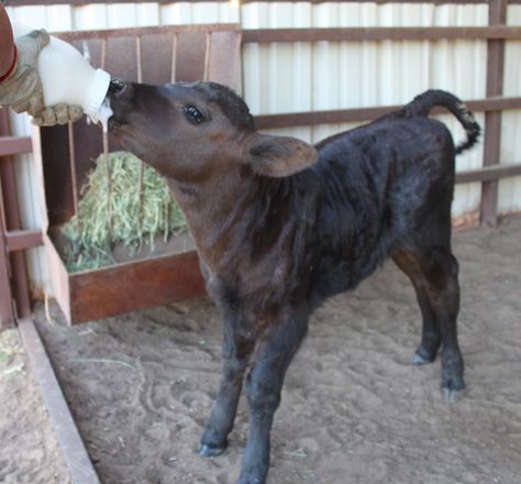 Bottle Calf, Choice Board, Texas Country, Future Farms, Cattle Farming, Farm Baby, Texas Style, Cutest Animals, Bottle Feeding