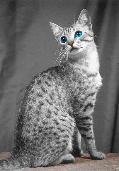 Mau Cat, Egyptian Mau, Bulldog Francese, Image Chat, Domestic Cat, Warrior Cats, Beautiful Cat, Maine Coon, Pretty Cats