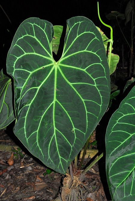 Anthurium magnificum Anthurium Plant, Alocasia Plant, Concrete Leaves, Anthurium Flower, Chinese Money Plant, Plants Are Friends, Unusual Plants, Rare Flowers, Climbing Plants