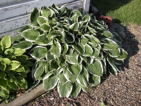 splitting a hostas plant When To Divide Hostas, Splitting Hostas, Large Hostas, Divide Hostas, Shade Loving Perennials, Black Thumb, Hosta Gardens, Hosta Plants, Perennial Garden